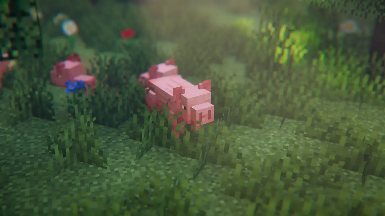 pig2